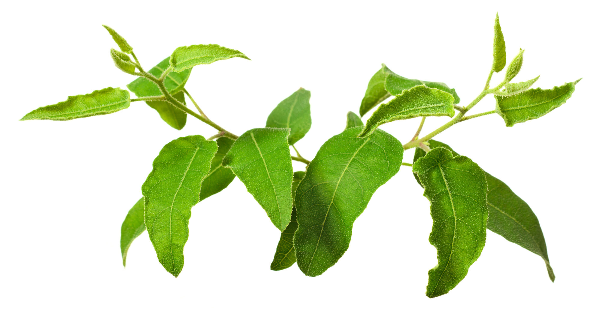 fresh lemon eucalyptus isolated on white